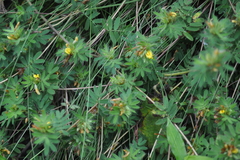 Smithia conferta